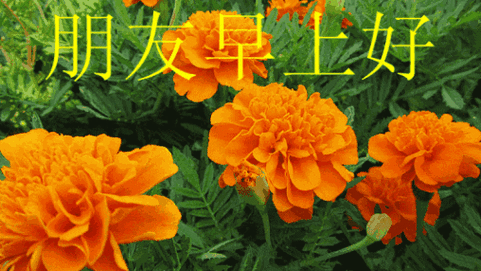 早上好图片带字和鲜花有闪动最新 早安我在乎的那些人_12