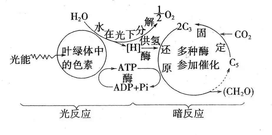 光合作用知识点总结