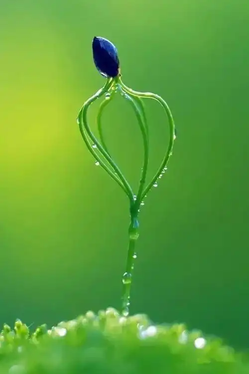 高清微信护眼图选1张当聊天背景图吧附24首养生音乐