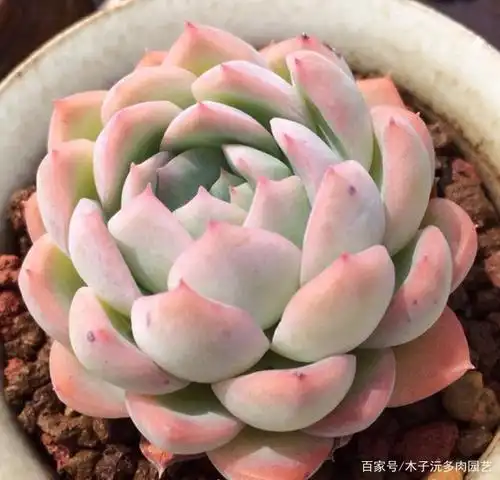 莎莎女王多肉,天生自带高贵,优雅的气质