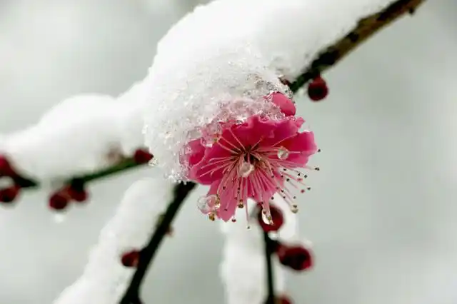 百花争艳梅花雪一五七