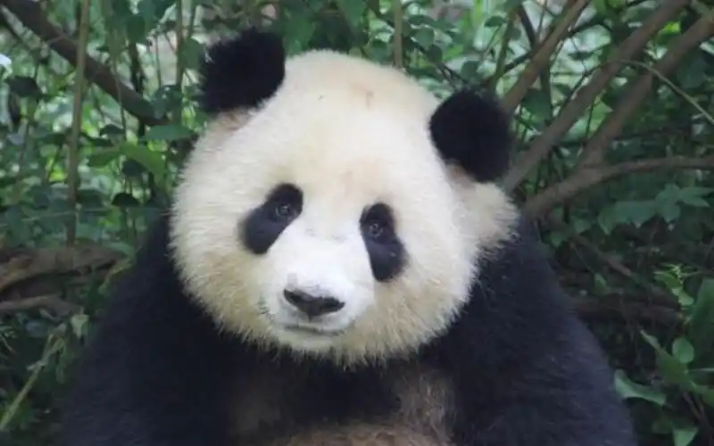 淼淼可爱的八卦表情,看热闹不嫌事大——成对战思一_哔哩哔哩 (゜-゜)