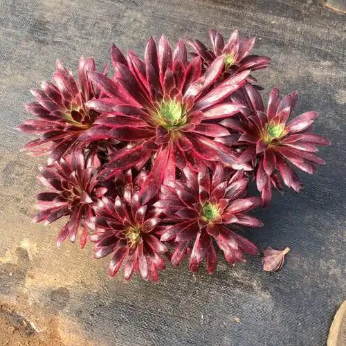 清棚法师锦411～38惊鸿群60公分