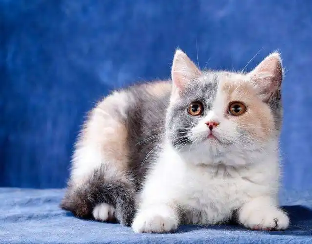 丁香色英短一般多少钱适合新手养的猫咪