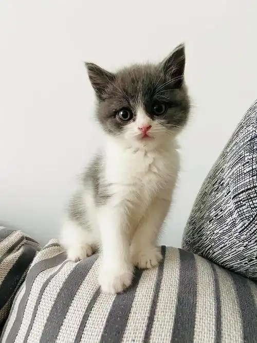 英短蓝白小公猫找个女朋友!