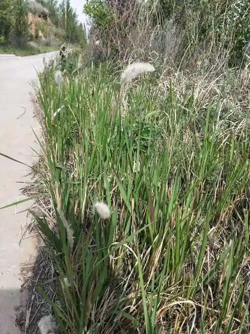白茅根的功效与作用(中药与植物之--白茅根)