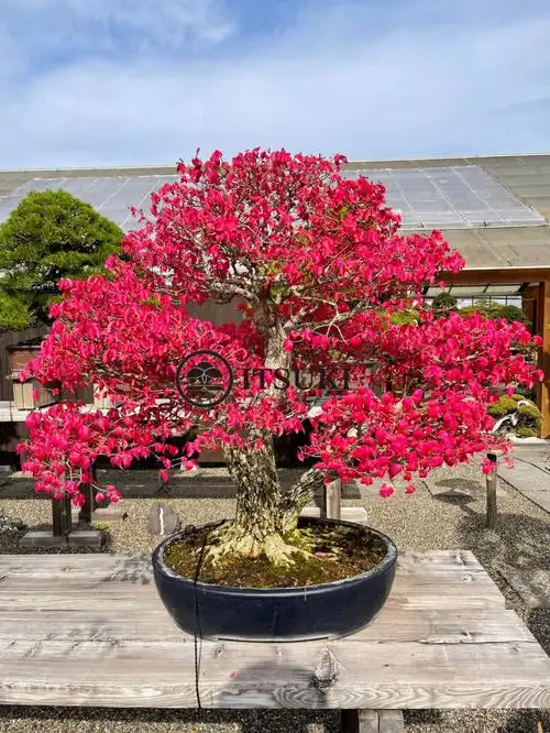 枫(狮子头),枫(红千鸟)#艺术  #盆景  #我爱绿植  #治愈系  #盆