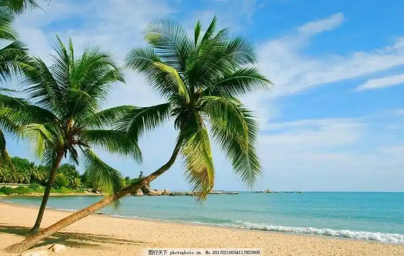 海滩椰树,美丽的风景