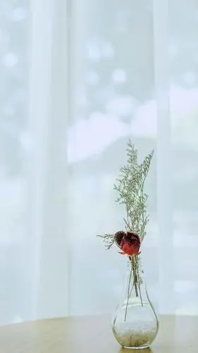 小清新治愈系静物创意图片手机壁纸