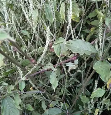 野生土牛膝中药材包邮