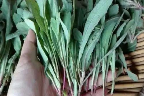 真假蒲公英图片4种方法判断真假蒲公英