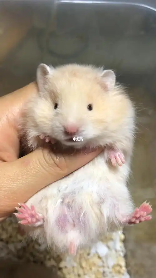 待领养面纹蜜弟弟_领养_金丝熊_宠物_宠物其他