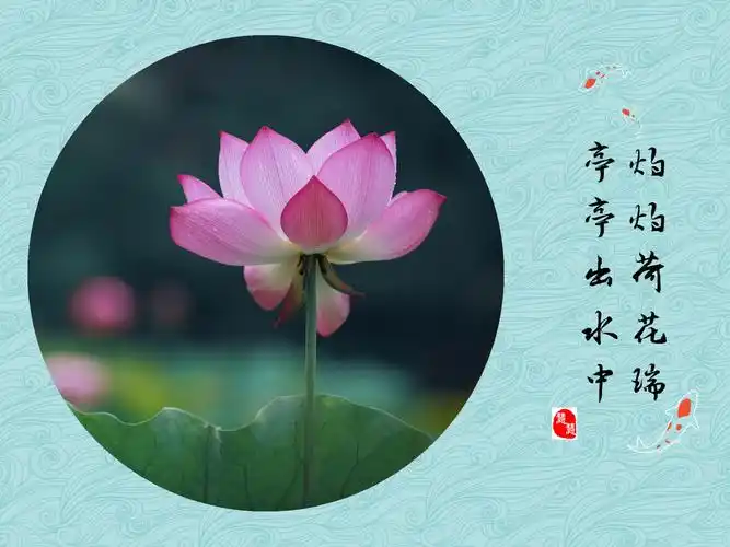 心如莲花静静开