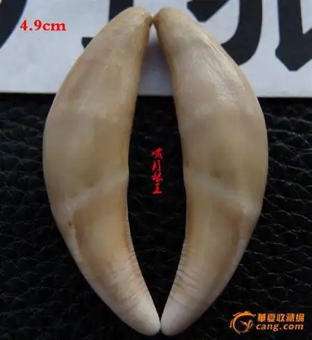 怎么正确辨认虎牙狼牙