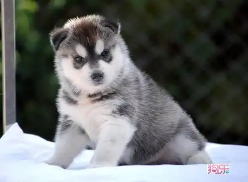 犬舍繁殖纯种哈士奇幼犬,品相毛色漂亮可送货包健康