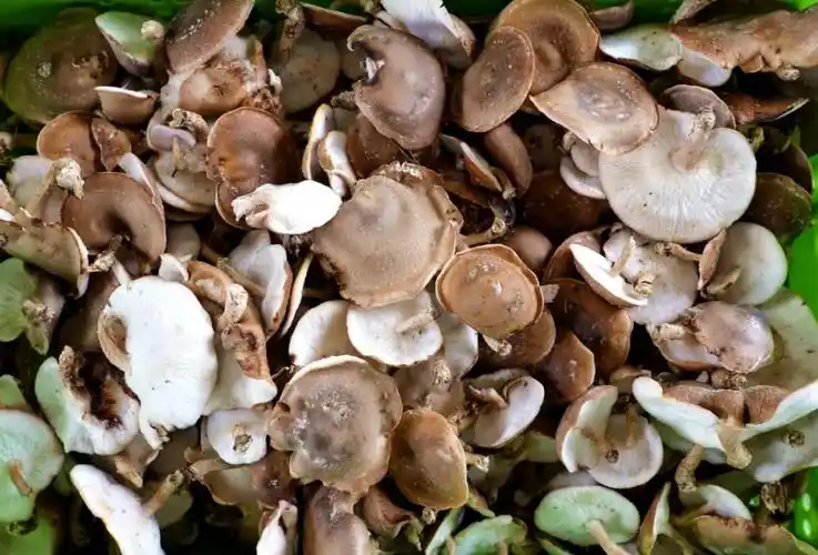 吃菌像吃肉湄潭茅坪镇肉味马桑菌成熟上市咯