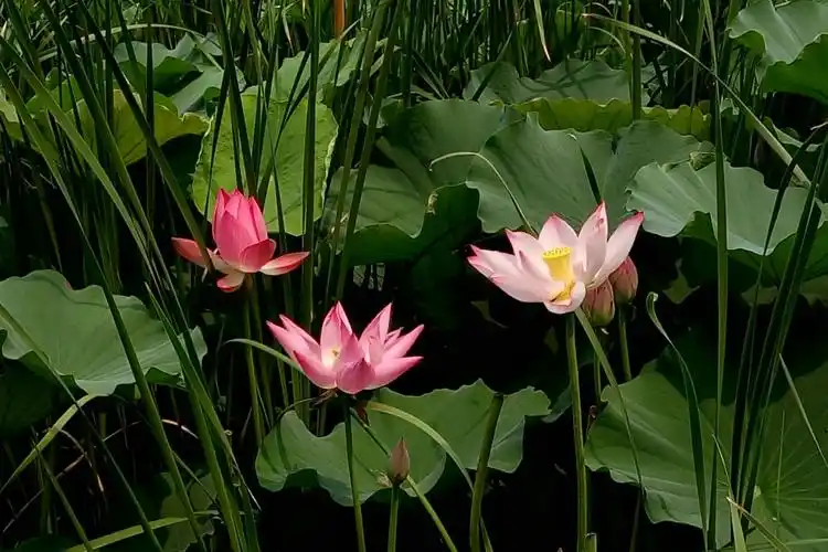 北宁公园春夏景色(2017年4月2日-7月7日)