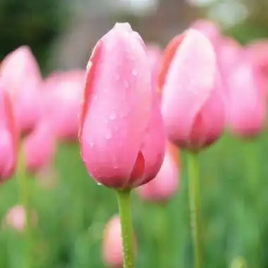 寓意很好能带来好运的头像男女超火微信必备好运头像一直用