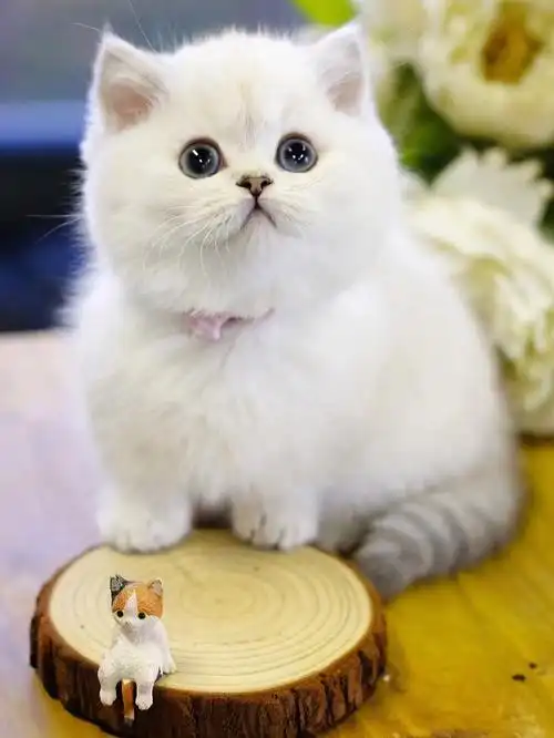 精品银点曼基康矮脚猫曼赤肯短腿猫