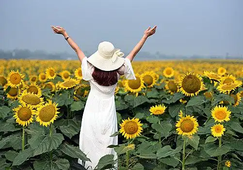 向日葵,花海,中的,美女,背影