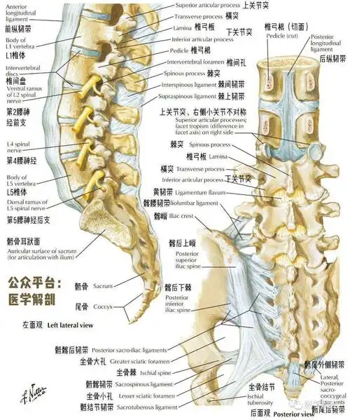 解剖图谱骶椎详细解剖