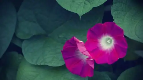 植物壁纸,绿色,唯美,护眼,花卉,植物,壁纸,1920x1080