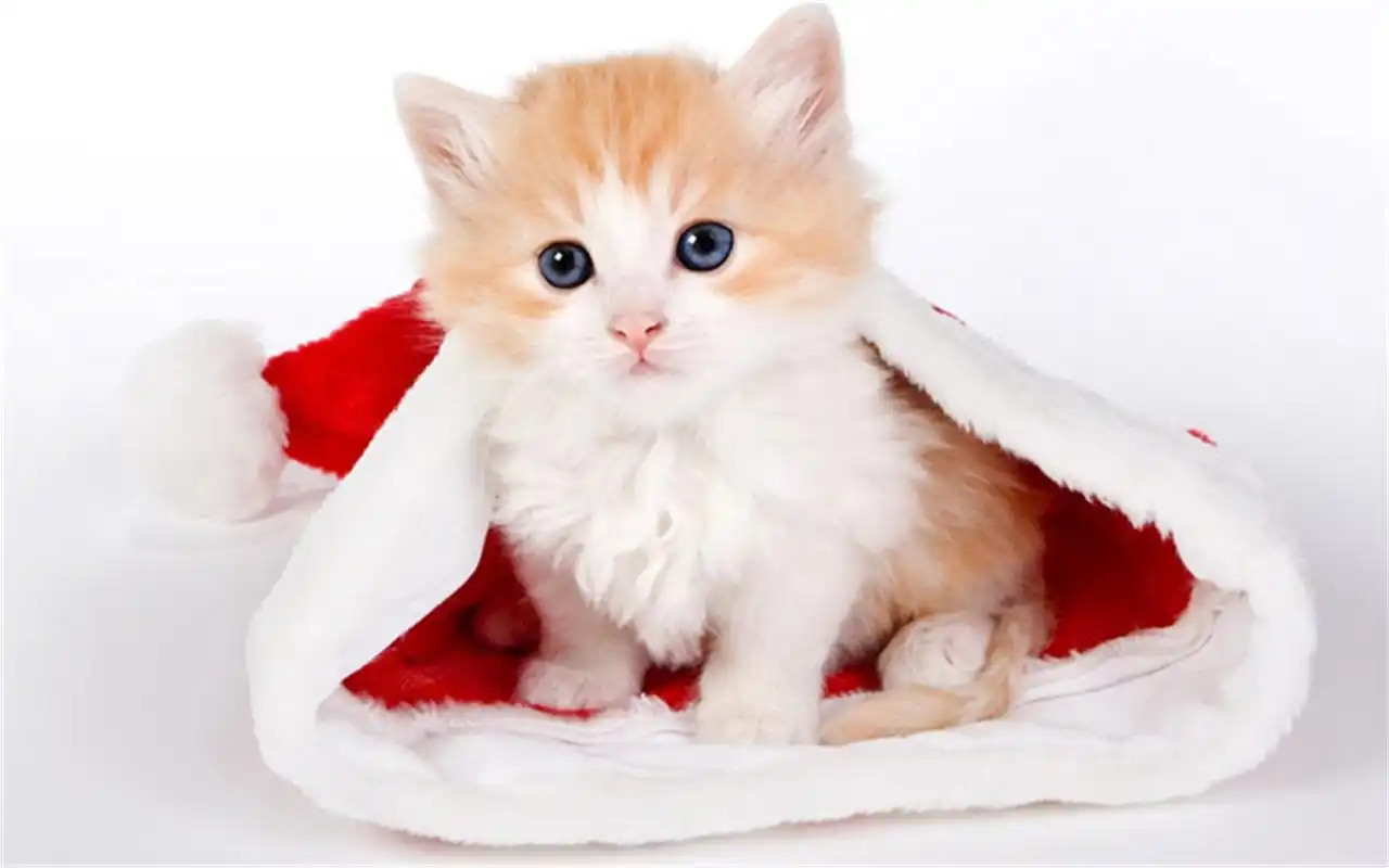 心理测试:哪只猫咪最萌?测测你最近会遇到什么烦心事