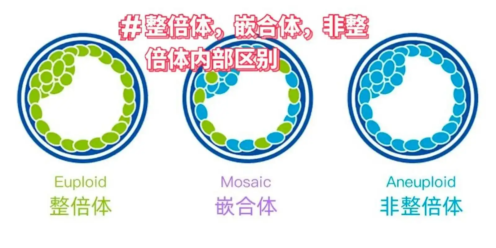 mosaic(嵌合体)是筛查胚胎染色体