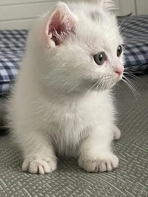 可爱的矮脚小猫