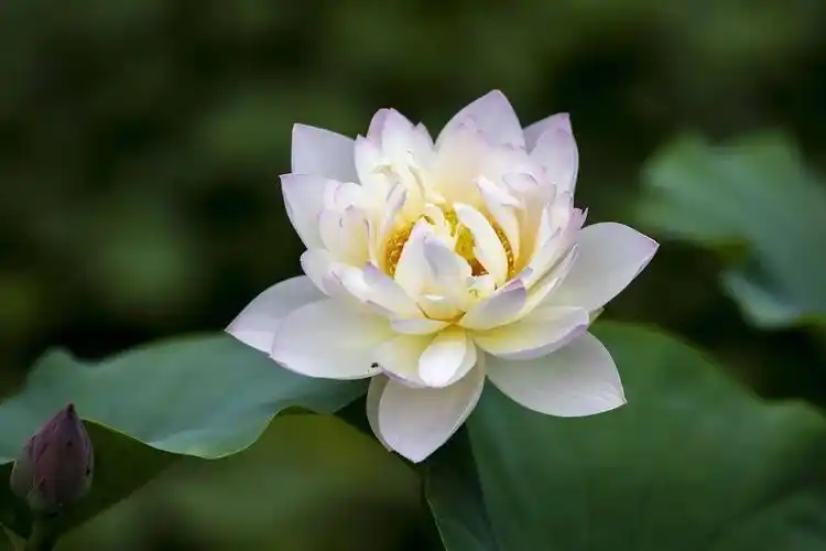 这份"佛教圣品"不能少!_莲花