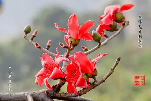 木棉花开别样红