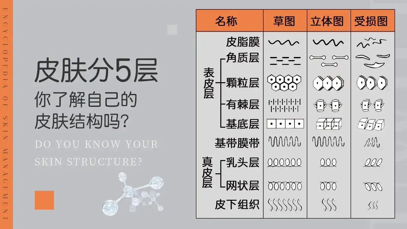 3草图立体图受损图皮脂膜-角质层皮肤分5层表皮层颗粒层你了解 - 抖音