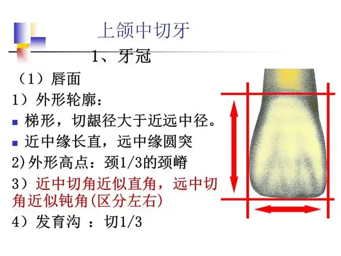 恒牙解剖形态ppt