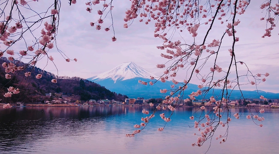 春天粉嫩樱花下富士山唯美景点实拍视频素材-92素材网