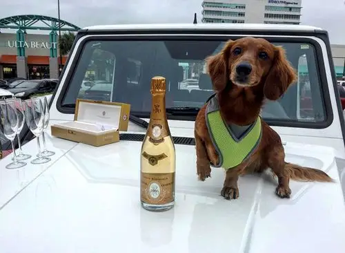 从他们自己传到网上的照片中可以看到,他们经常使用奢侈品,甚至有很多