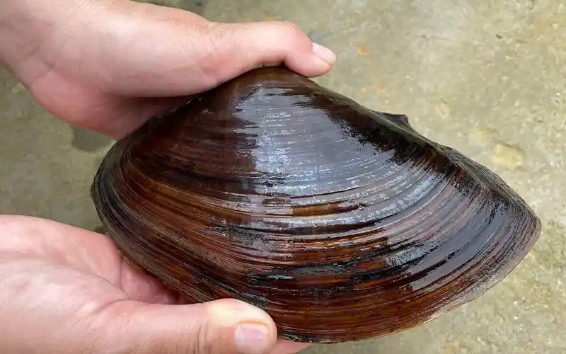 养了5年的老河蚌花68块买来,老板说有大珍珠,切开看看有多大?