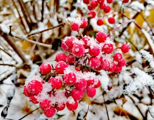 枫娇映雪媚,腊梅迎春开.