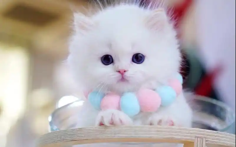 超萌白色蓬松小奶猫,铲屎官爱逗弄它,太可爱了