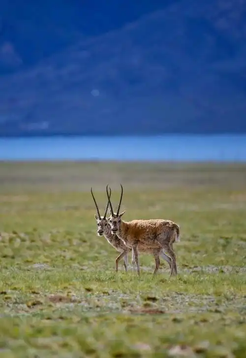 羌塘无人区里生命不息的藏羚羊