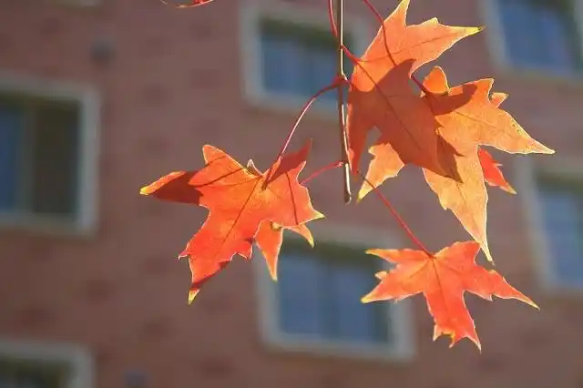 喜欢枫叶,特别喜欢,所以专门找了很多枫叶图片,就发一张吧.