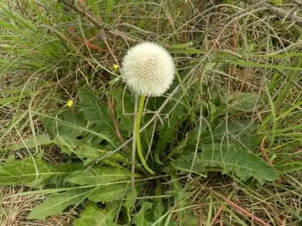 蒲公英有几种都长什么样怎么喝才最好收藏留用