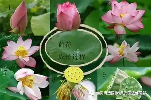 荷花的成长过程③游览国家aaaaa级景区之神秘瑰丽的连州地下河!