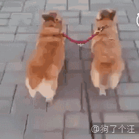 1.这屁股扭得hin诱人了,想摸啊~ 同时遛两只柯基,天啦,心要融化了