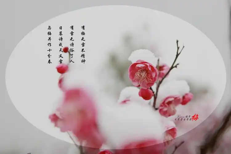 梅花傲雪