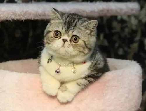 哪有这么贵异国短毛猫就值这个价