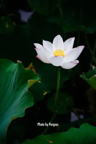 香莲碧水动风凉夏日长