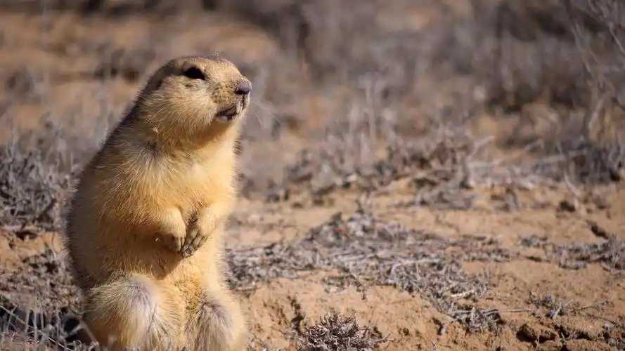 壁纸 可爱的地鼠,看,地面 3840x2160 uhd 4k 高清壁纸, 图片, 照片