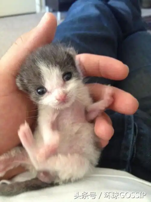 在后院偶然发现的"小奶猫",让小哥意外成为铲屎官老爸,幸福!