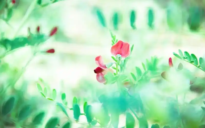 小清新桌面jpg_奥迪壁纸