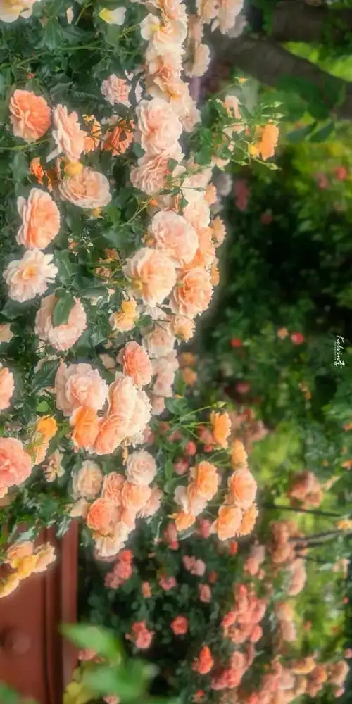 本文关键词:个性玫瑰花壁纸高清,唯美玫瑰花壁纸高清,唯美玫瑰花壁纸